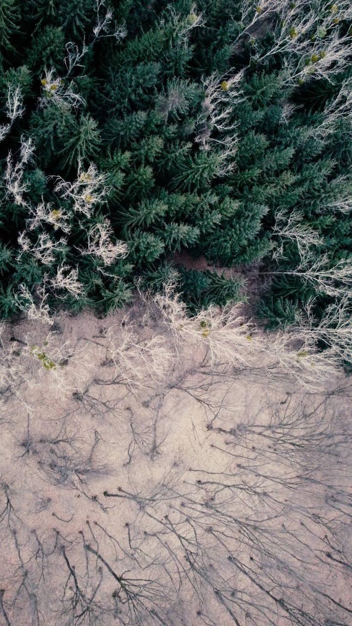 Dual forest
