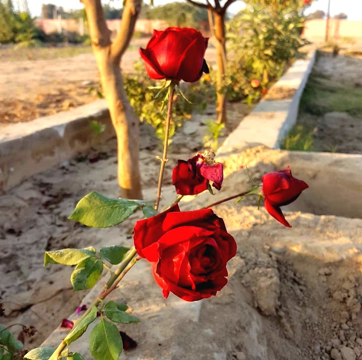 Rose ❤️