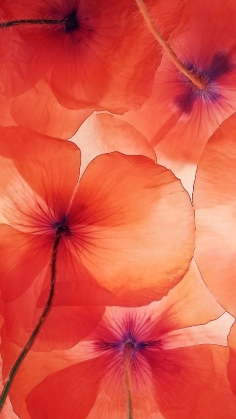 Red, Petal, Orange