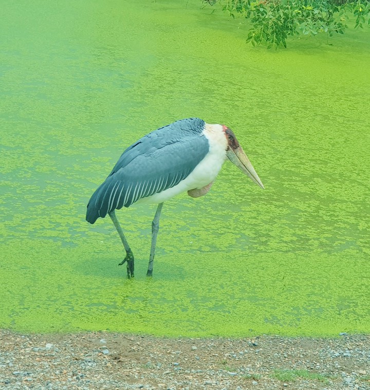 Bird