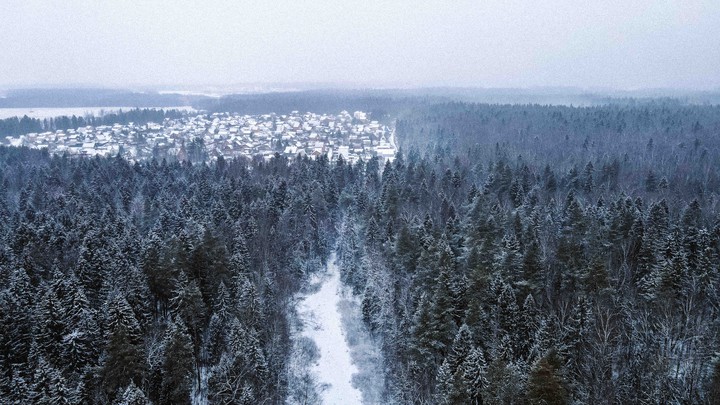 Winter forest