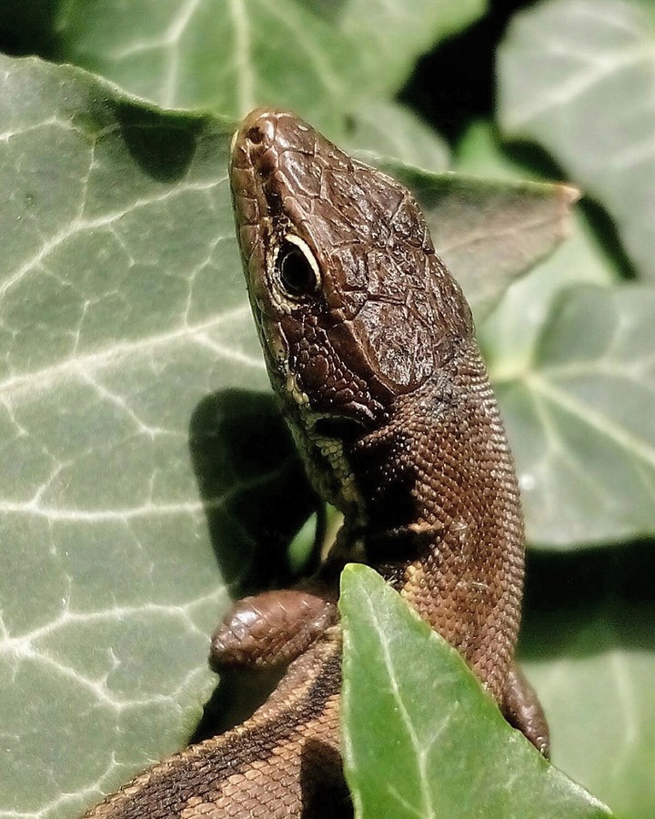 lizard