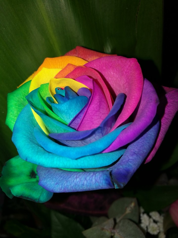 rose