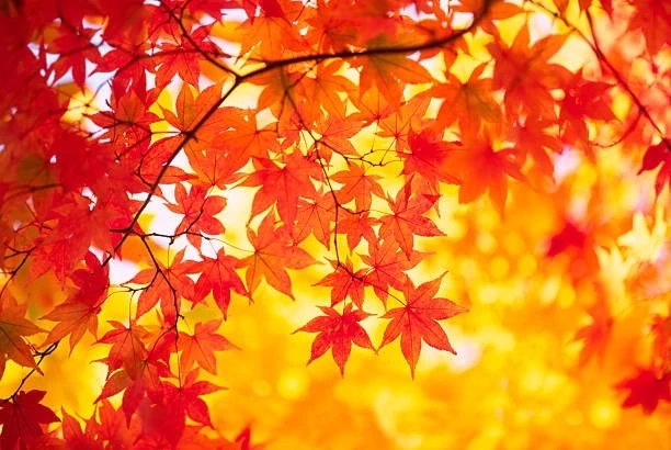 crimson maple leaves against golden sunlight