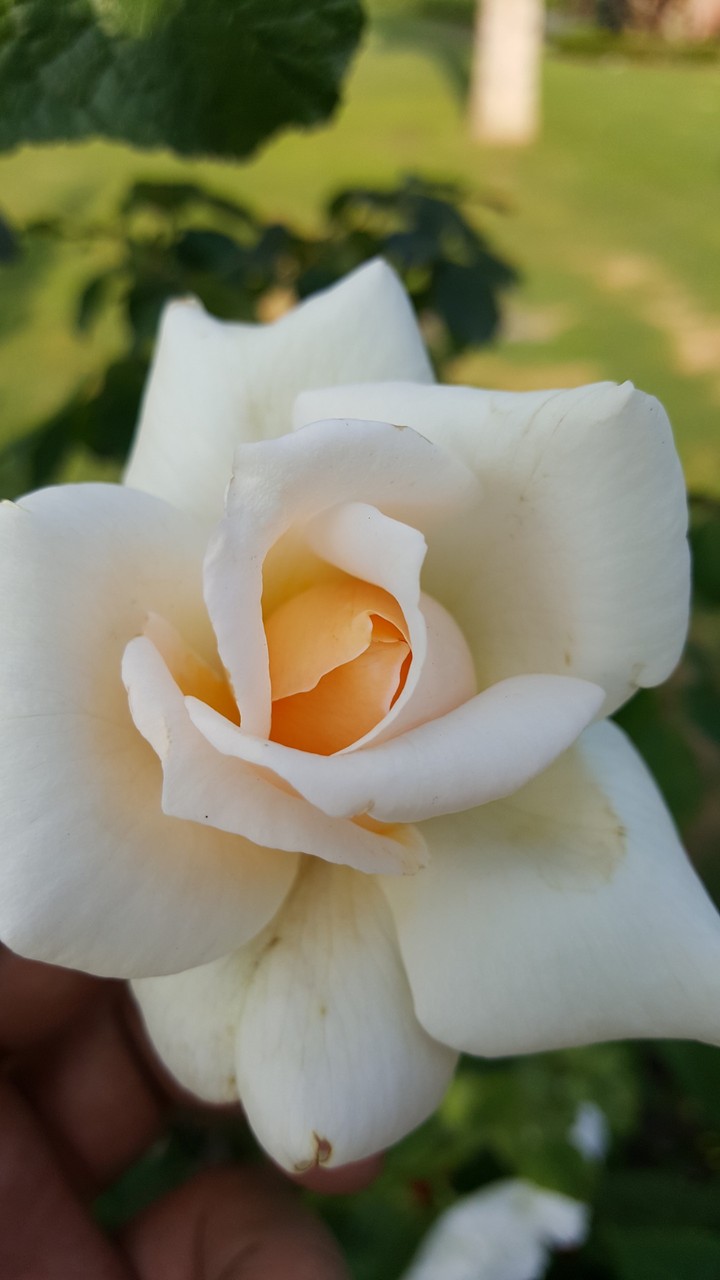white flower 