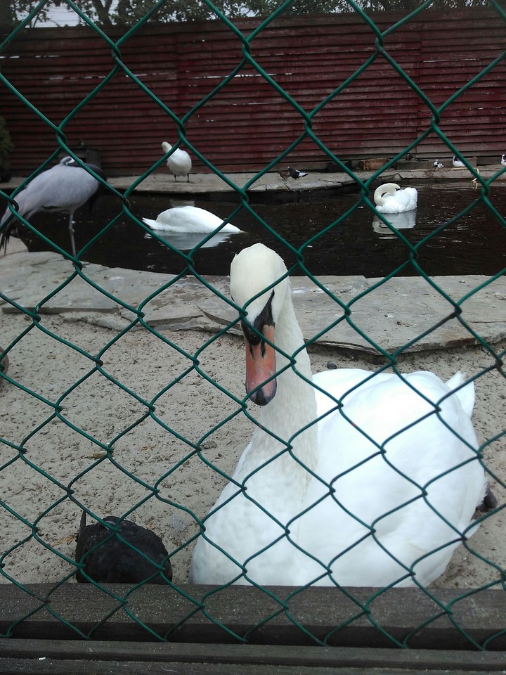 лебідь