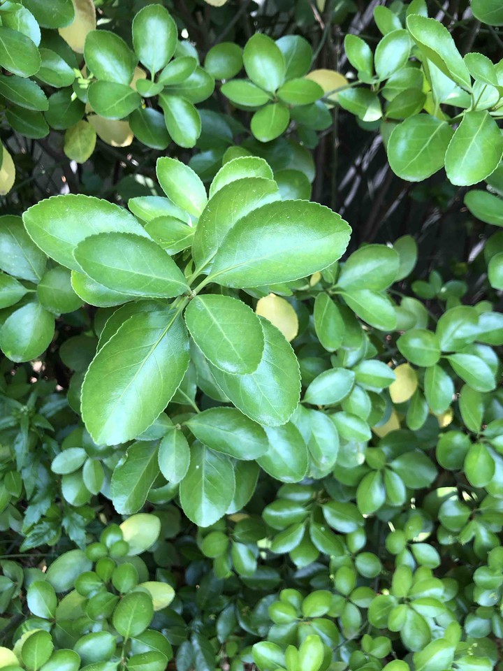 Poncirus trifoliata