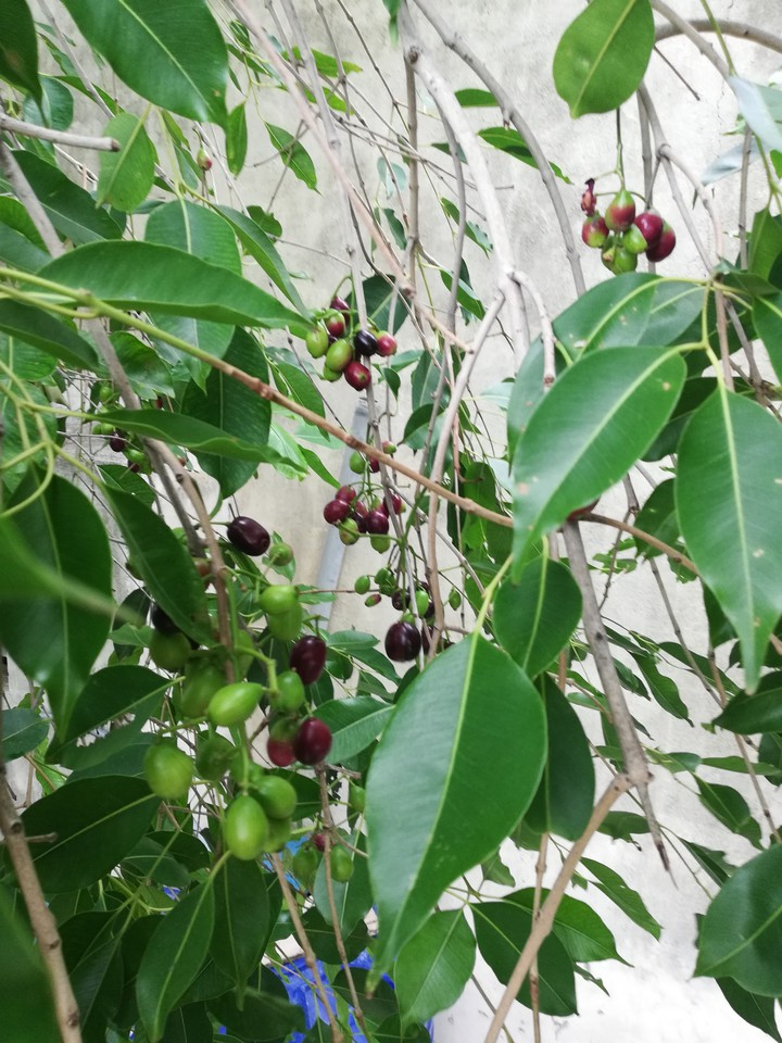 berry's