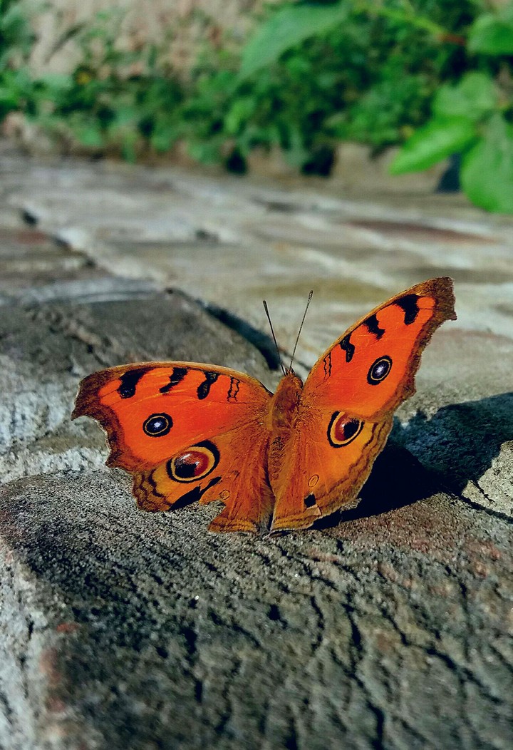Butterfly on sunny day