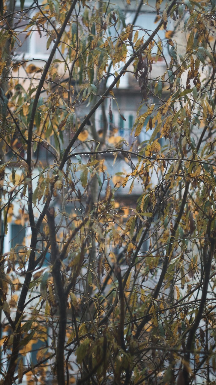 rain