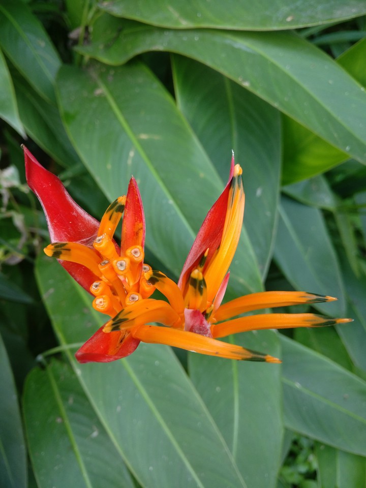 up flowers
