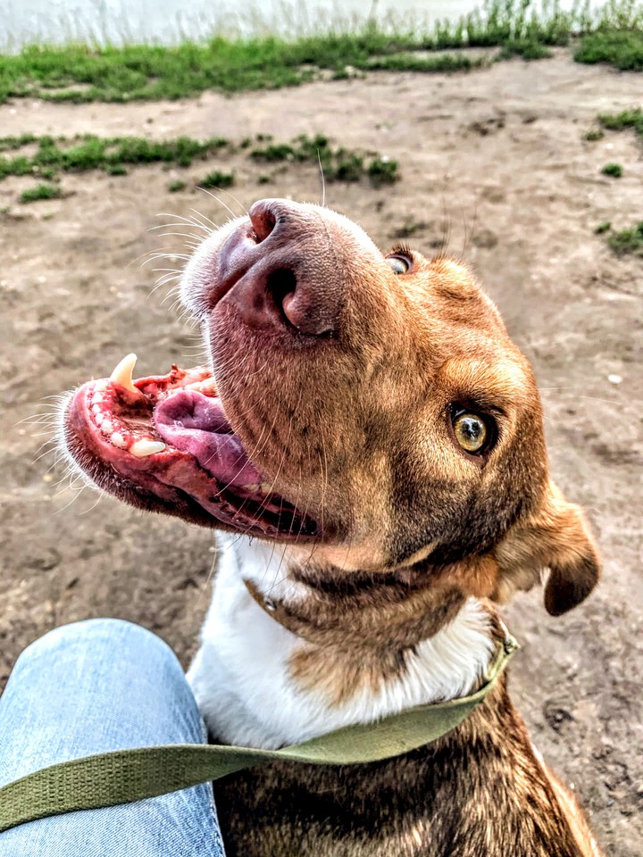 my dog