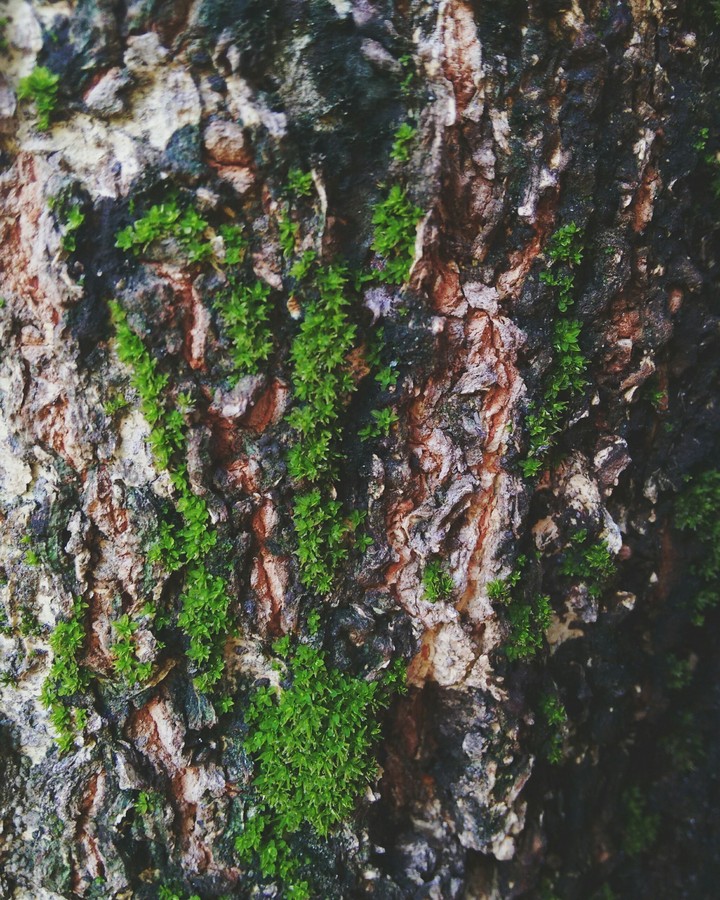 natureza