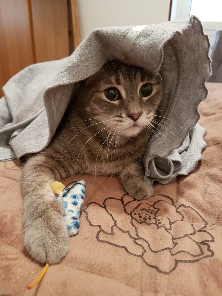 Sissi