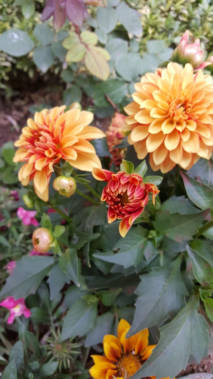 flower