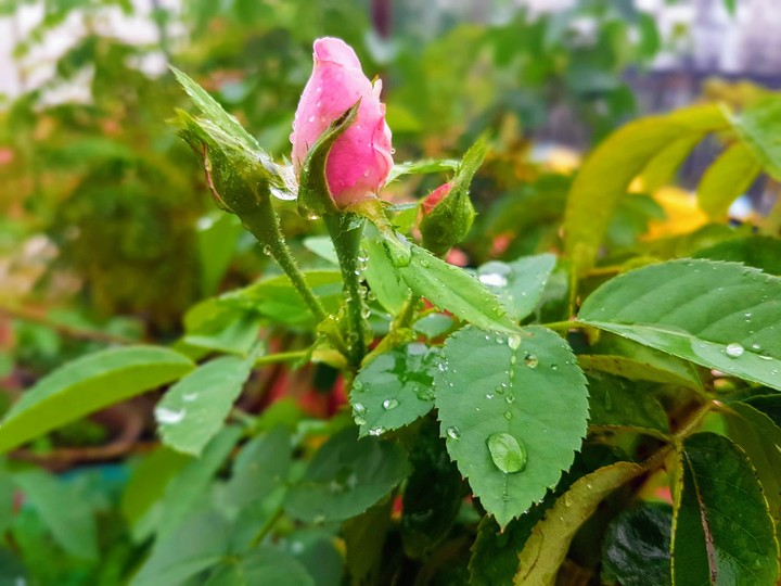 Pink Rose Bud