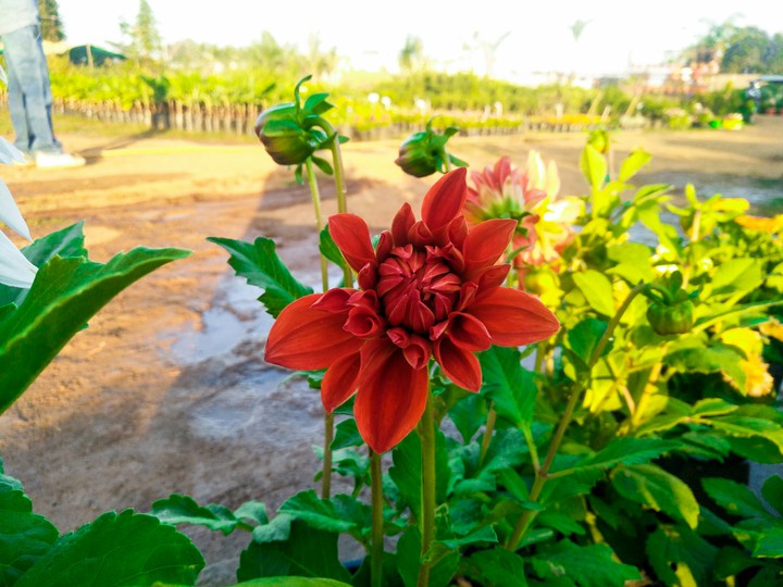nature of beauty