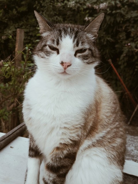 Cat!