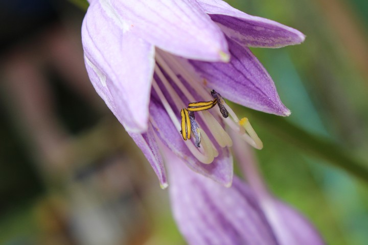 Purple Beauty