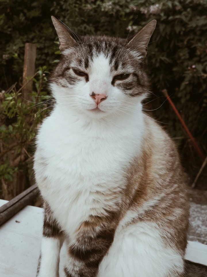 Cat!