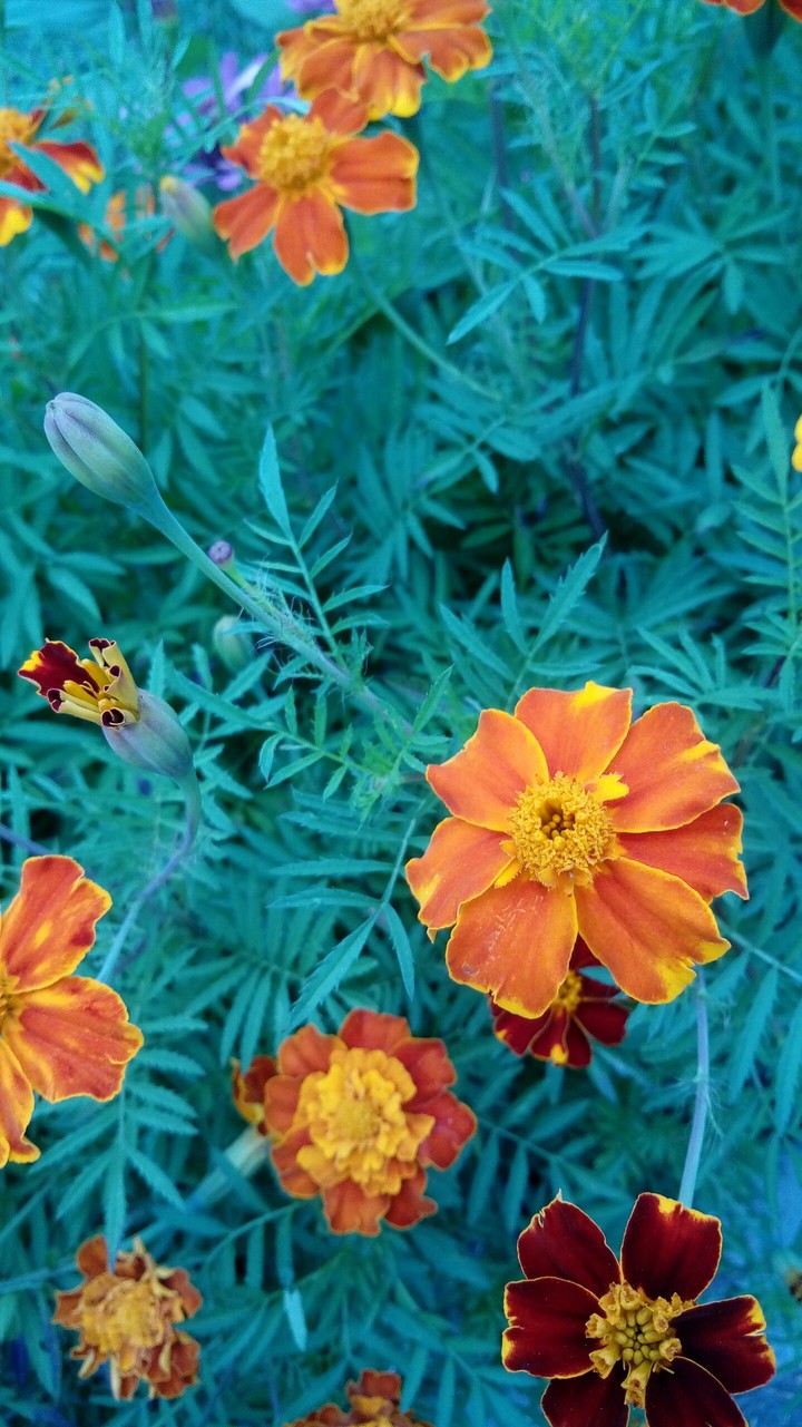 flowers