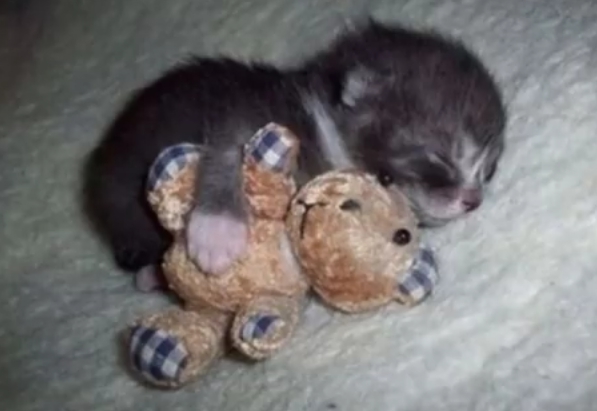 Kitten