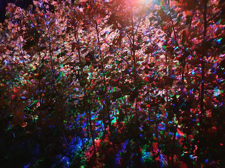 화려한 밤