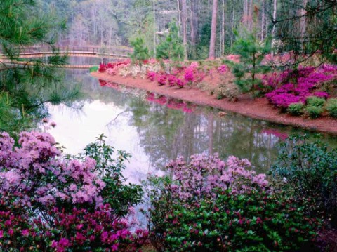 primavera 