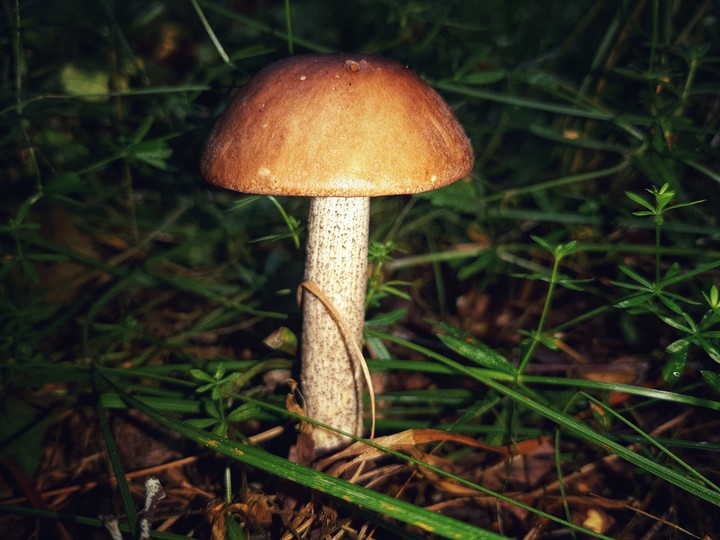 mushroom