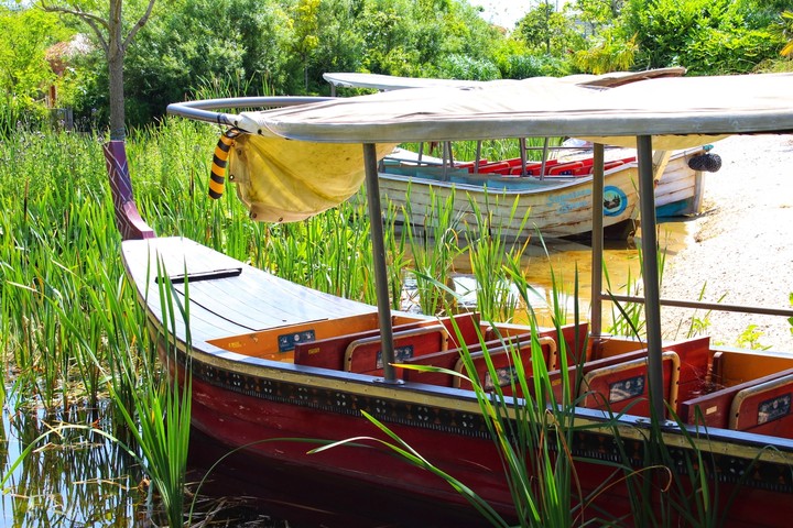 who wants a jungle ride??