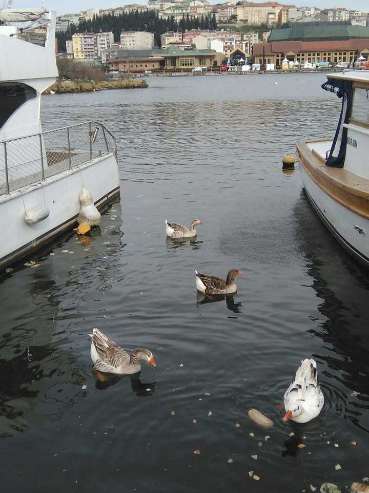 ducks life
