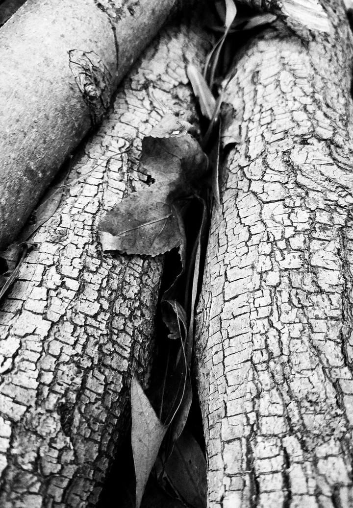 black and white branches