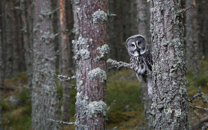 The Hibou ?