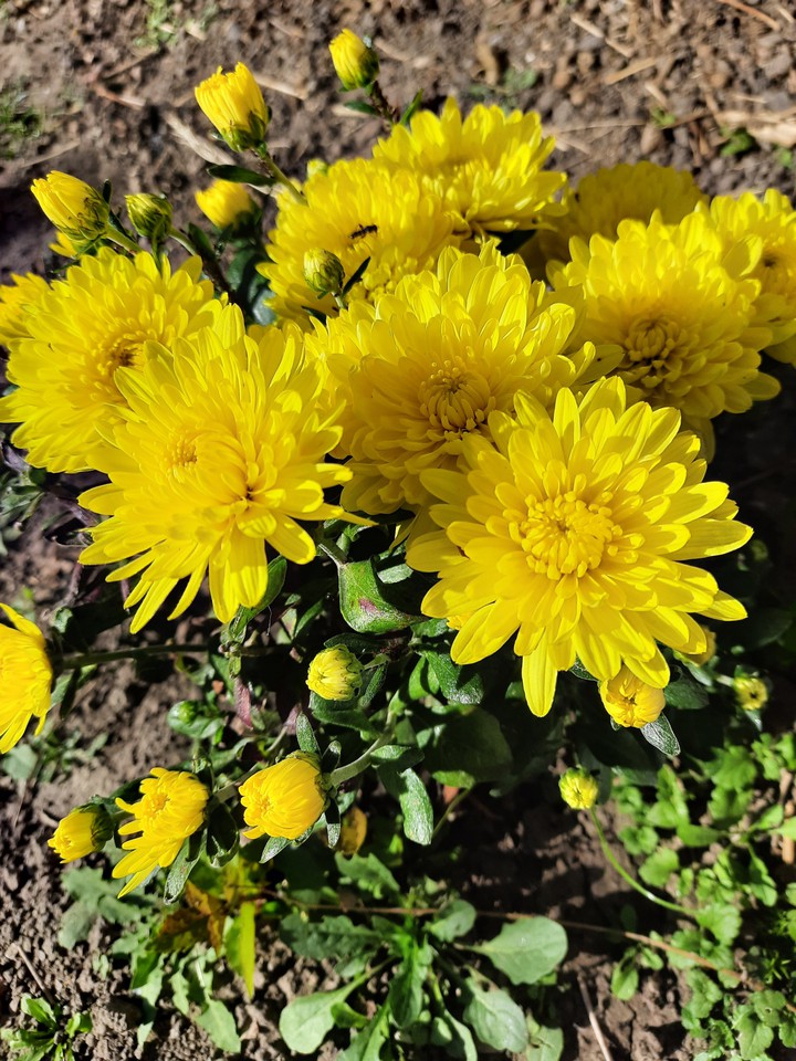 flowers