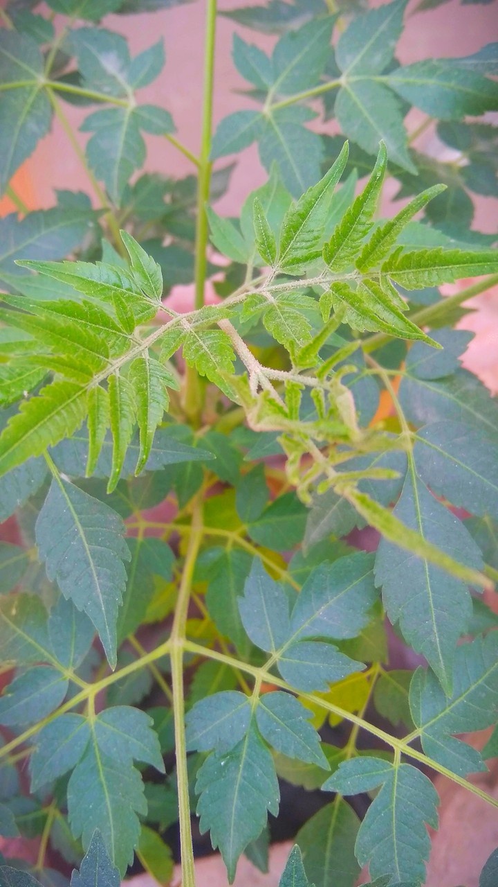 Leaves