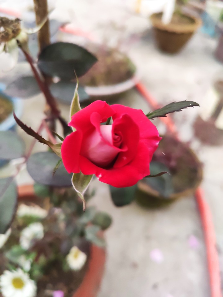 red rose ??
