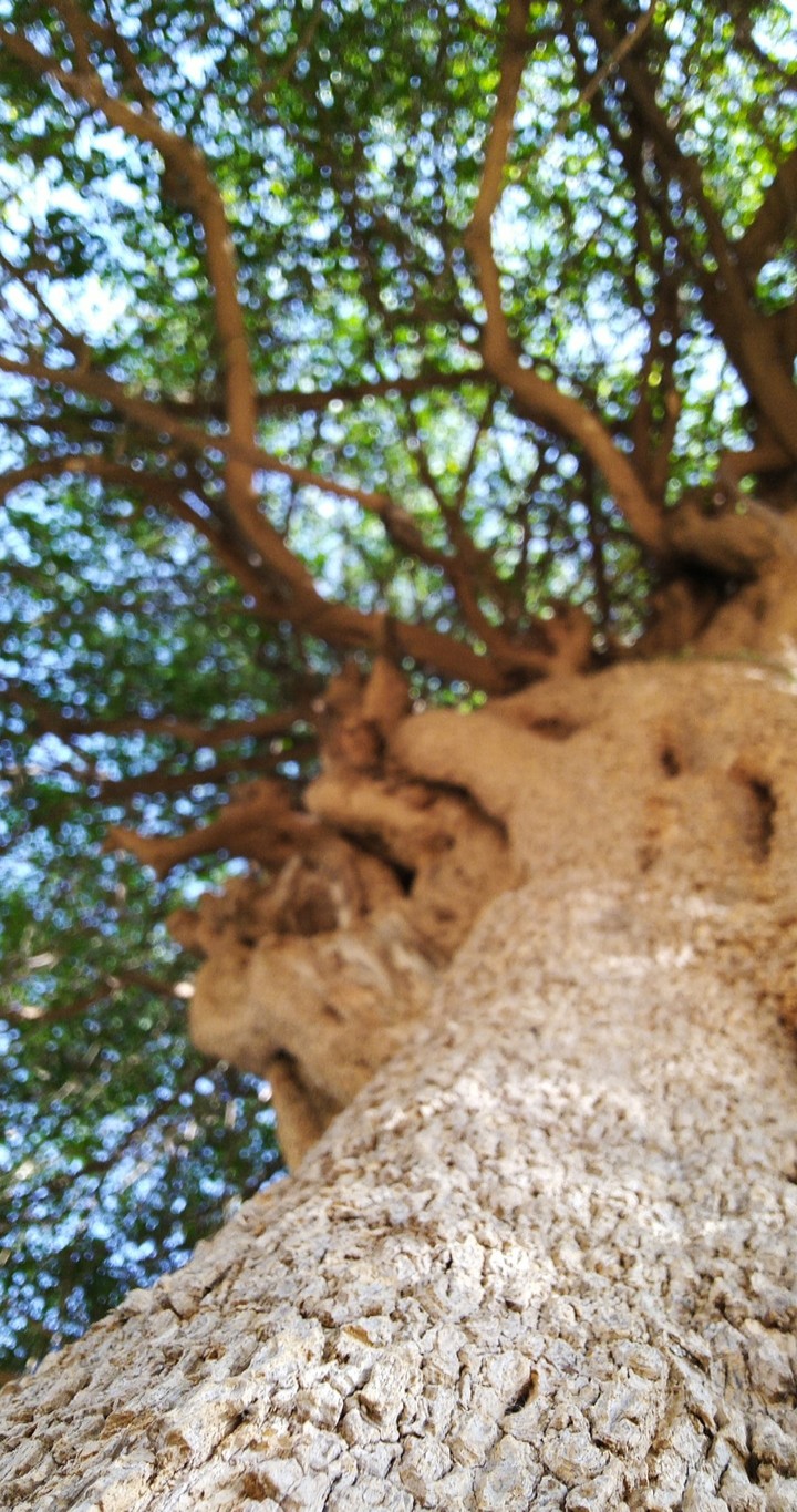 tree