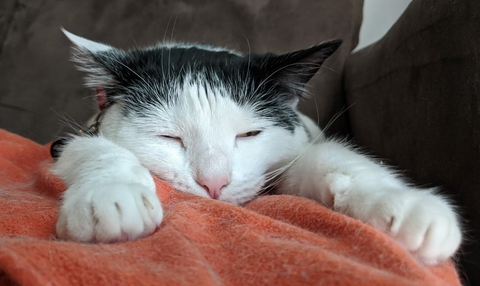 Big sleep, lazy.