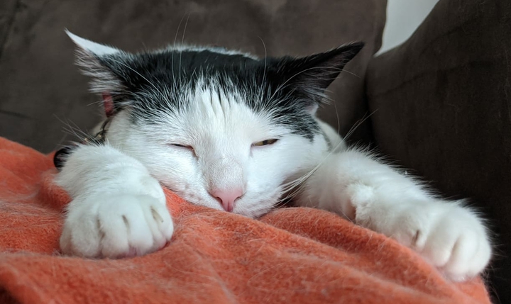 Big sleep, lazy.