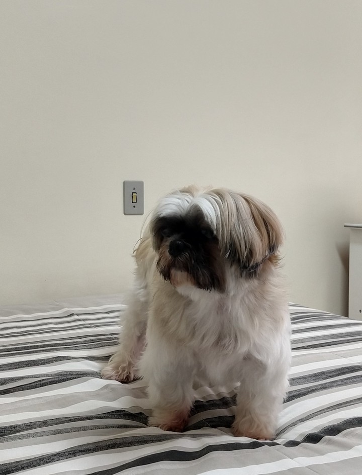 Dog