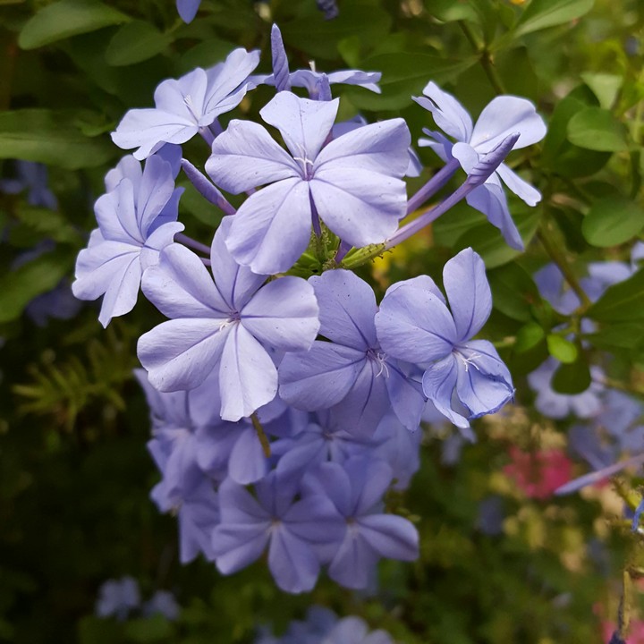 pretty purple