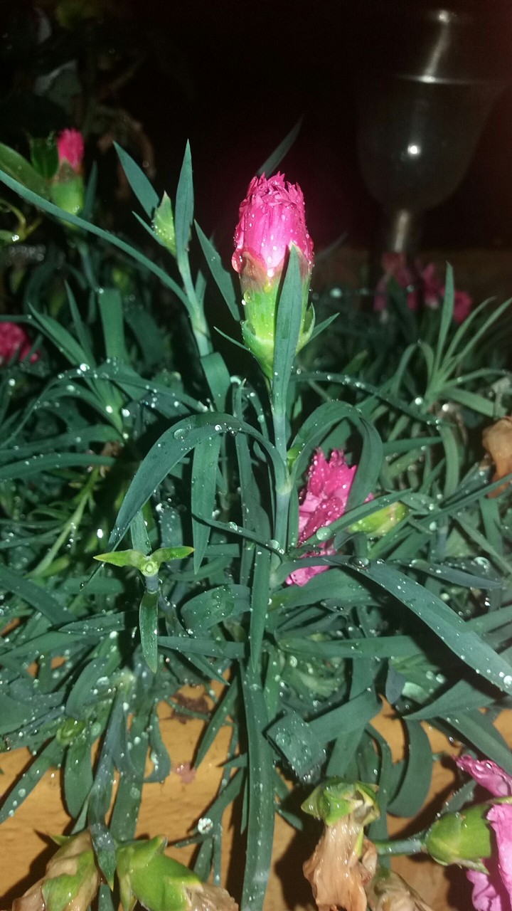 a flowering-plant