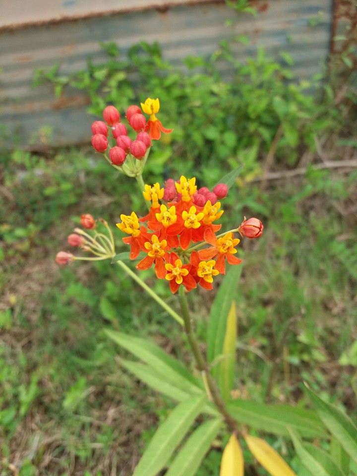 Flor