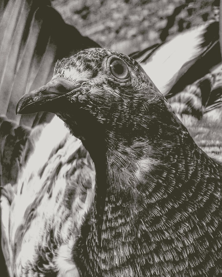 pigeons