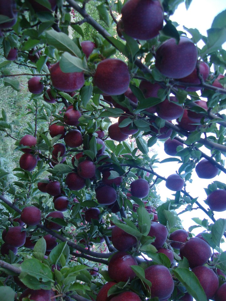 my garden...Thanks god to me