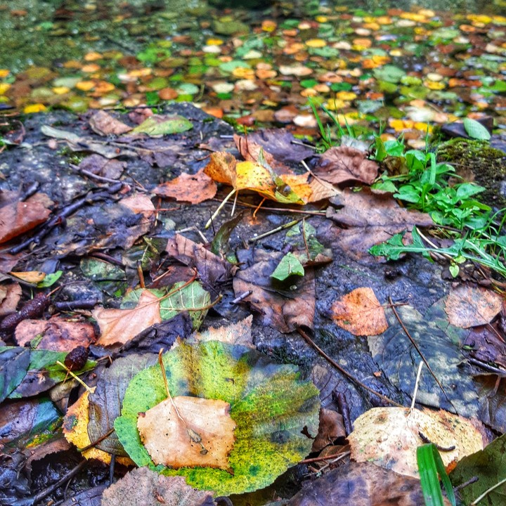 Autumn