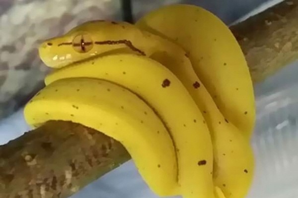 ??