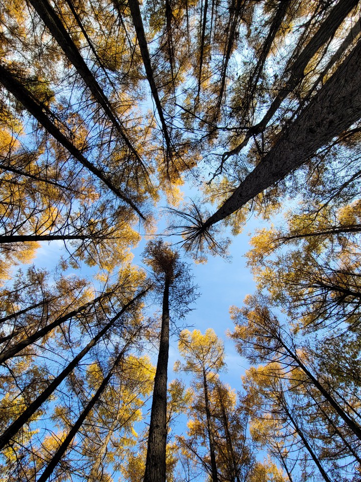 Metasequoia