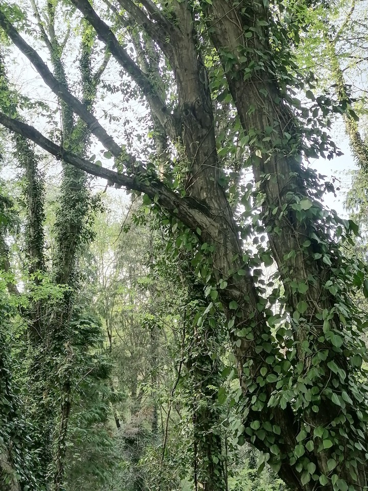 forest