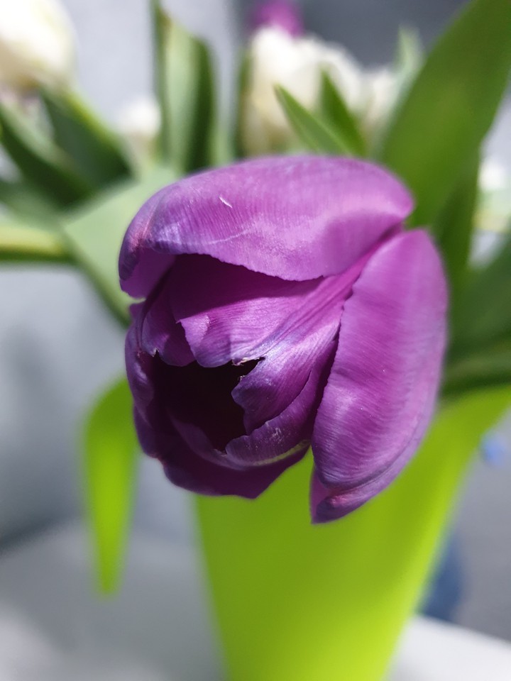 spring